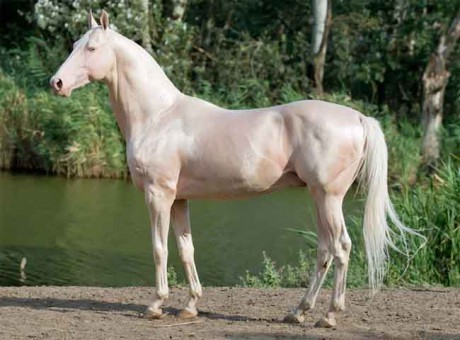 cremello-horse
