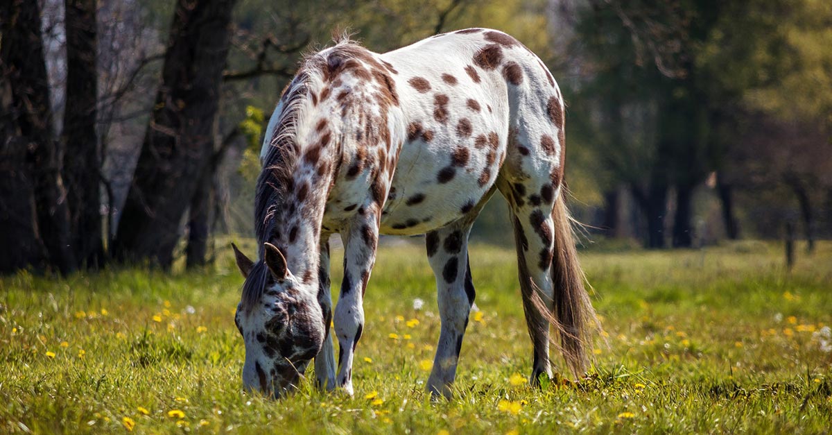 184-appaloosa